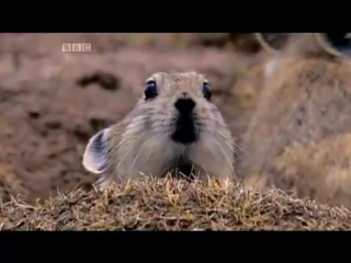 Natural world himalayas (bbc) a must watch