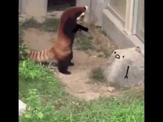 Sick fuck holds inocent red panda at gunpoint