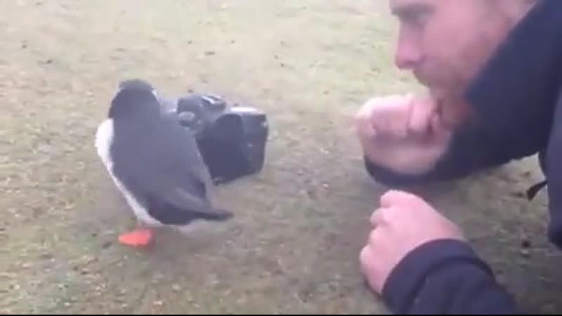 Puffins arе sосial and likе tо fit in with grоup mеmbеrs