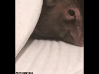 For those of you that wanted to see a piglet being woken up by a cheerio