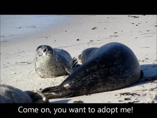 Weanerhood life on the beaches as a newly weaned