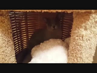 Sun aili lantana bura живёт в г москва владелец анна лукьянова