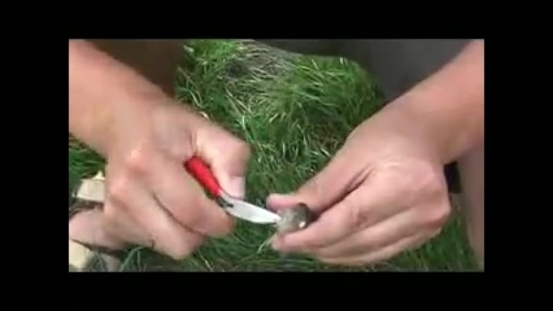 Рыбина здоровенная