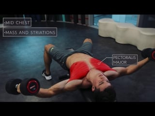 Exercise anatomy chest workout pietro boselli