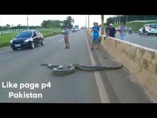 Very big snake on the road highways