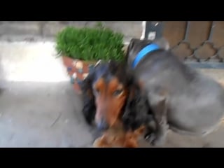 Ну и кто сгрыз тапок