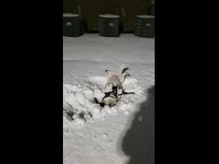 I know he might not be as cute as the huskies and corgis out there, but my old boy loves fresh snow and it makes me smile so i t