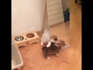 Котей играется с собакеном