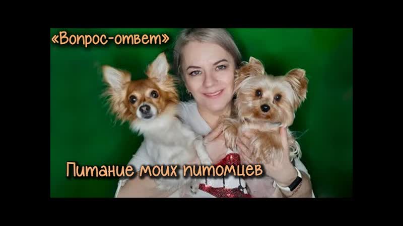 Йоркширский терьер тоша и русский той сёма чем кормлю вы спрашивали я отвечаю похудела на 60кг!