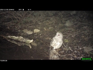 California spotted owl on tejon ranch 1