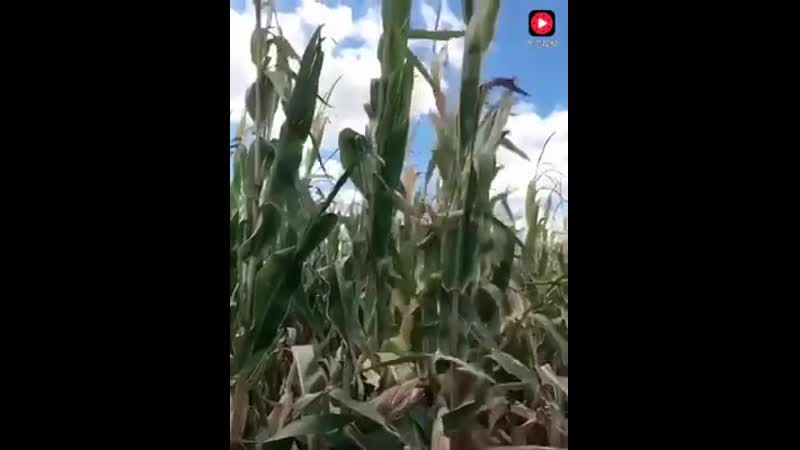 Ловля на живца mp4