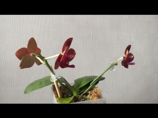 Phal mituo king porn spot