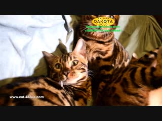 Бенгальская игра на диване, dakota gold, bengal cat, cattery, kitten, 08122018