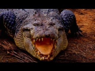 Крокодилы (рассказывает биолог николай поярков)