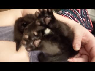 My kitten did a big ole stretch!