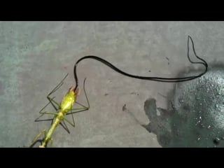 Неведомая хуйна, чужой вылез