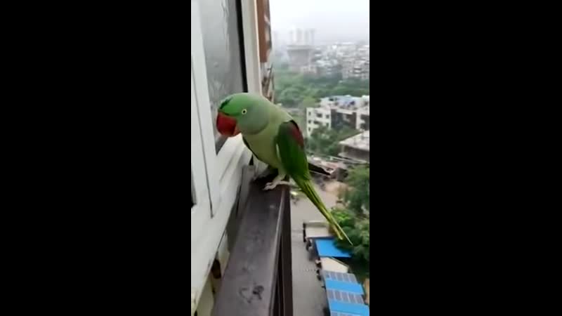 Возвращение блудного попугая