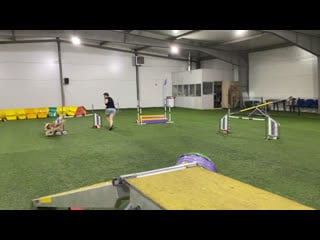 Боз, тренироа аджилити