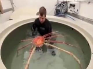 Big daddy is a huge japanese spider crab