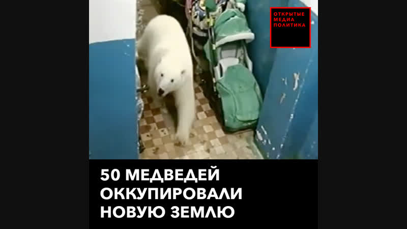 50 медведей оккупировали новую землю