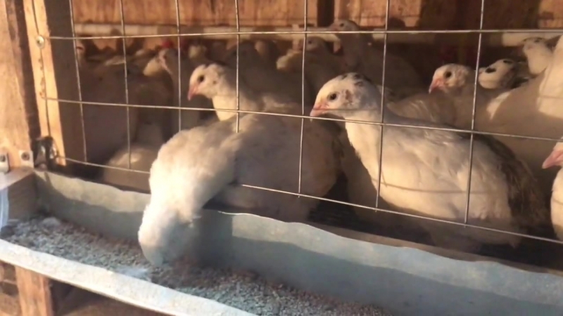 Молодые курочки