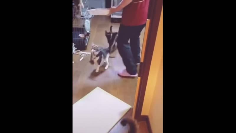 В каждом доме есть такая кошатница