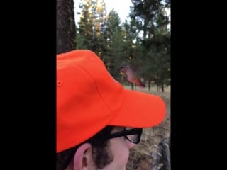 A hummingbird thought a man’s orange hat was a flower