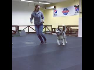 Шума (diamond crystal of victory) 5 18 лет