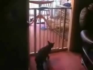 Самый тупой в мире кот