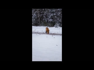 Лису накормили блинами