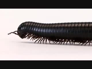 Гигантский африканский черный кивсяк archispirostreptus gigas