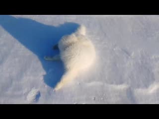 Sl mo vid 20200106 114945 mp4