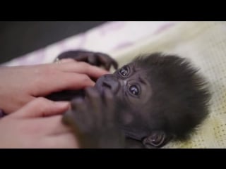 Cute baby gorilla doing well at bristol porn