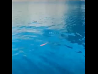 Goldfish plays a little game with human (stockholm syndrome)