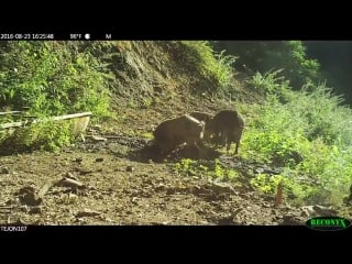 Invasive wild pigs wallowing on tejon ranch