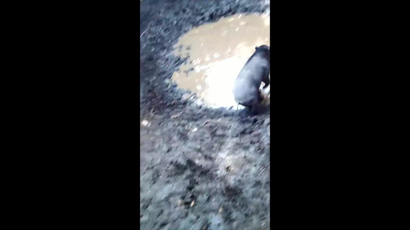 Беззубый подсвинок vs пит