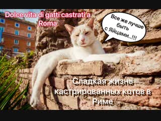 Dolce vita di gatti castrati a roma ( sterilizzati ) сладкая жизнь кастрированые котов, рим