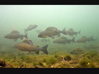 Grayling underwater