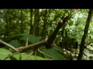 Ввс вивисекция как устроены насекомые / ввс insect dissection how insects work (2012)