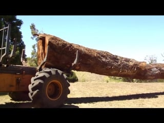 Porn logging island style