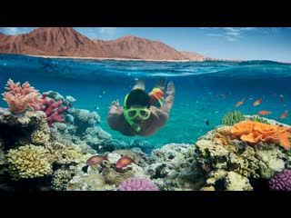 Подводный мир макади, красное море, египет underwater world of makadi, egipt 20