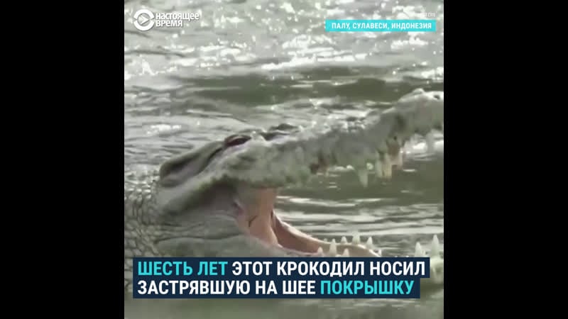 Активист спас крокодила от застрявшей на шее покрышки