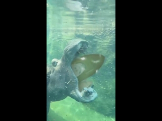 Hippos can open their mouths 150 degrees