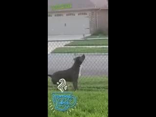 Птичку жалко