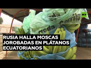 Rusia vuelve a detectar la presencia de moscas jorobadas en plátanos importados de ecuador