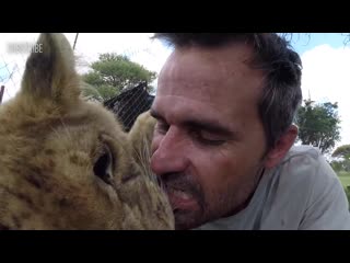 Cute rescued lion cubs, george and yame, play with kevin richardson