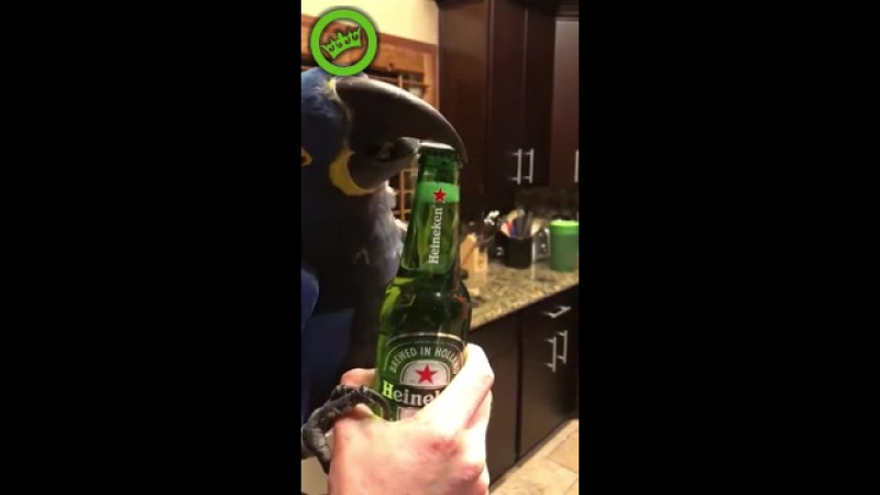 Настоящий пернатый друг