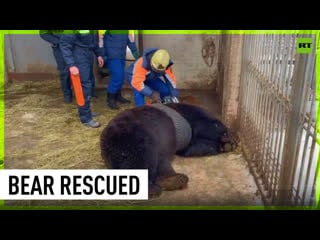 Russian rescuers save bear stuck in car tire