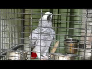 Попугай🦜 приготовил стишок " наша таня громко плачет "