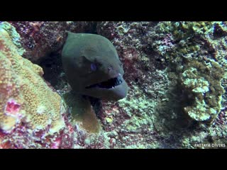 Giant moray & bluefin trevally at "west of eden" | diving the similan islands in thailand